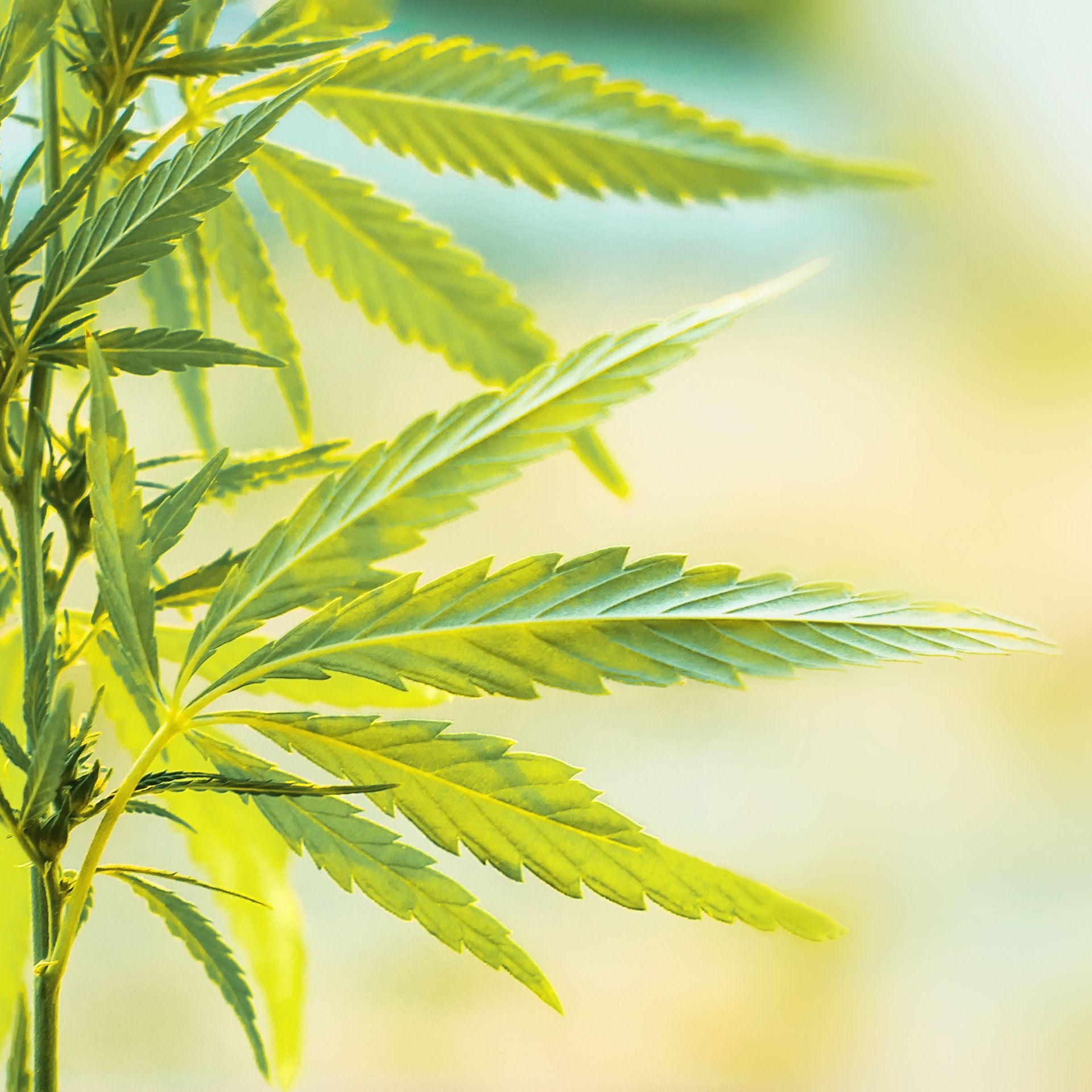 Leaves on a cannabis plant